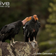 Illustration for article titled Vednesday Vulture - Gymnogyps californianus Edition